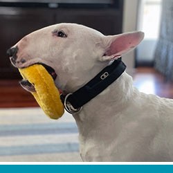 pet pet.name profile photo