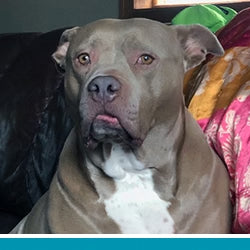 pet pet.name profile photo