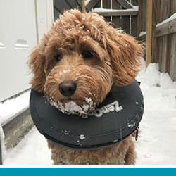 pet pet.name profile photo