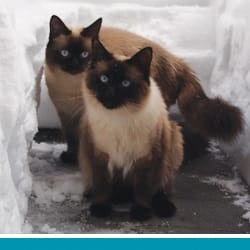 pet pet.name profile photo