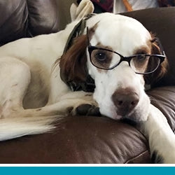 pet pet.name profile photo