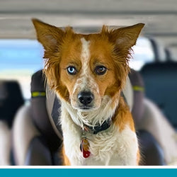 pet pet.name profile photo