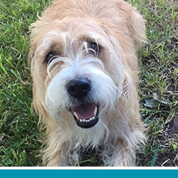 pet pet.name profile photo