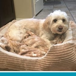 pet pet.name profile photo