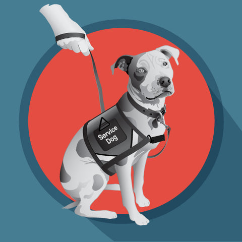 pit bull wearing a service dog jacket