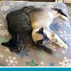 pet Doc & Otis's profile photo