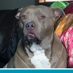 pet Bou's profile photo