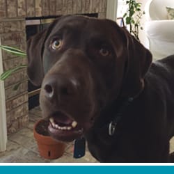 pet Huckleberry's profile photo