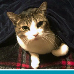 pet KitKat's profile photo