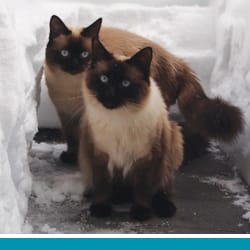 pet Mimi & Dexi's profile photo