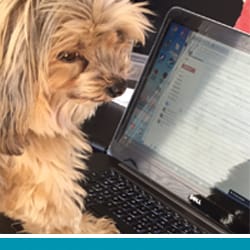 pet Teddy's profile photo