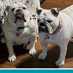 pet Wilma & Pebbles's profile photo