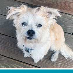 pet Zeus's profile photo